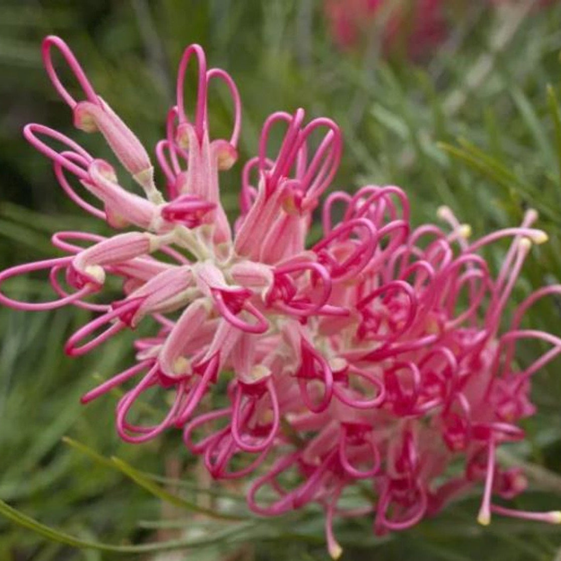 Grevillea 'Sylvia' - Ladybird Nursery