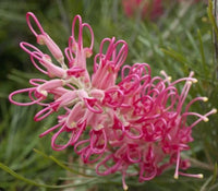 Grevillea 'Sylvia'