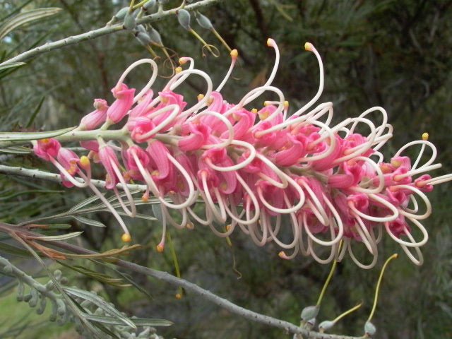 Grevillea Coastal Dawn - Ladybird Nursery