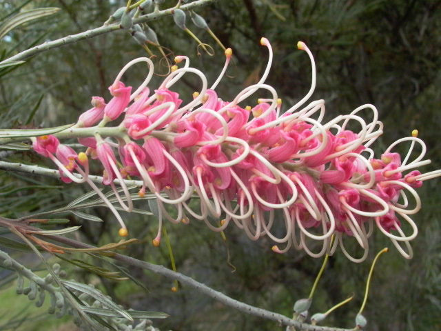 Grevillea Coastal Dawn