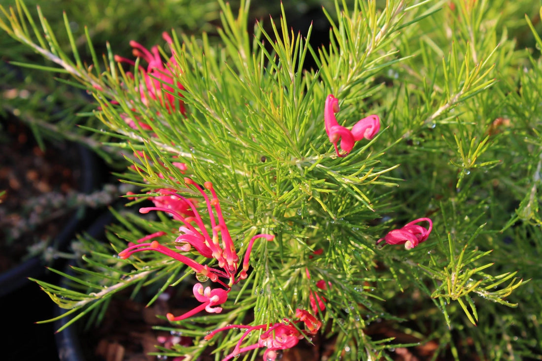 Grevillea lanigera - Ladybird Nursery
