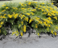 Grevillea 'Golden Lyre' - Ladybird Nursery