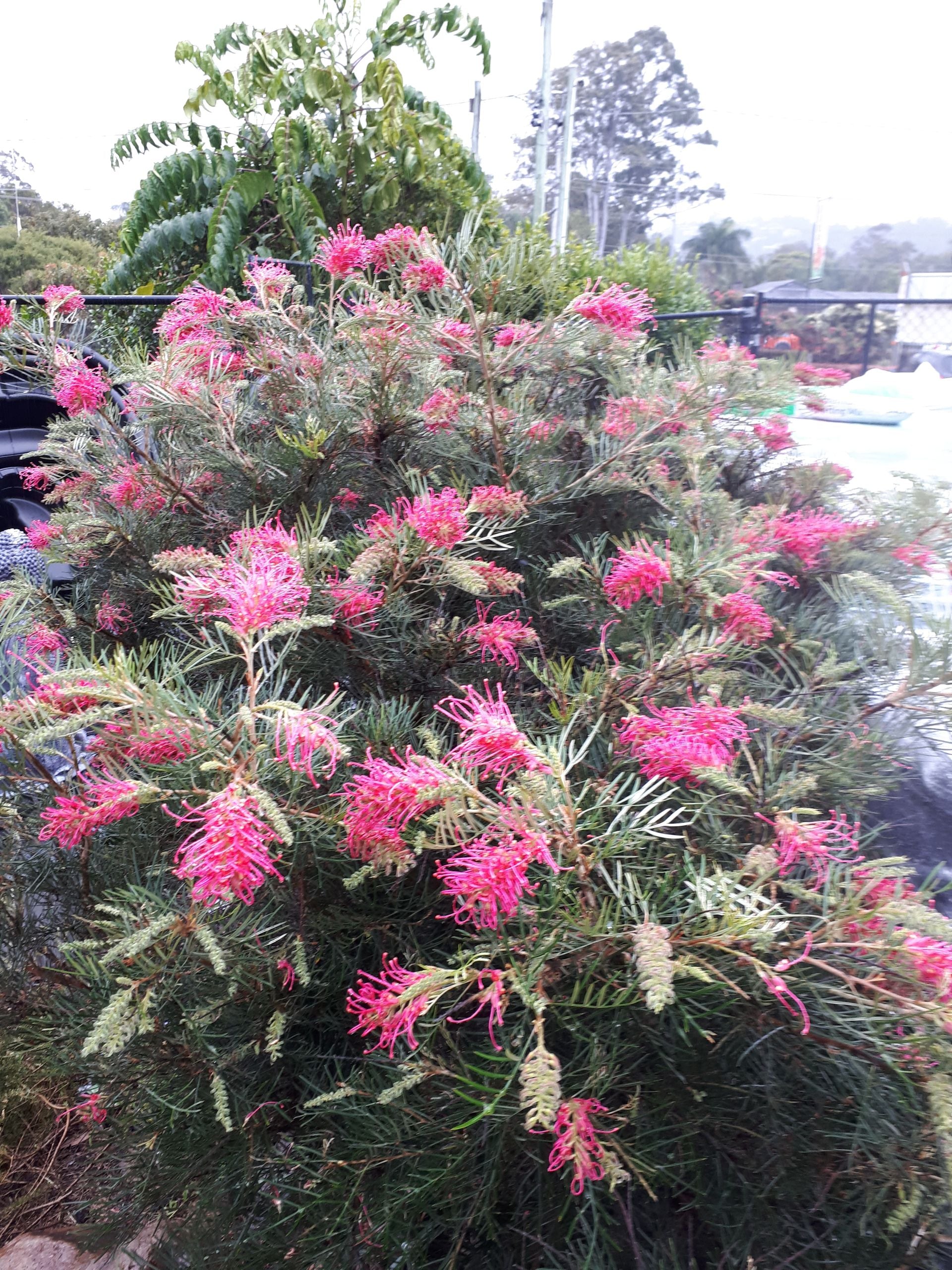Grevillea 'Lollypops'
