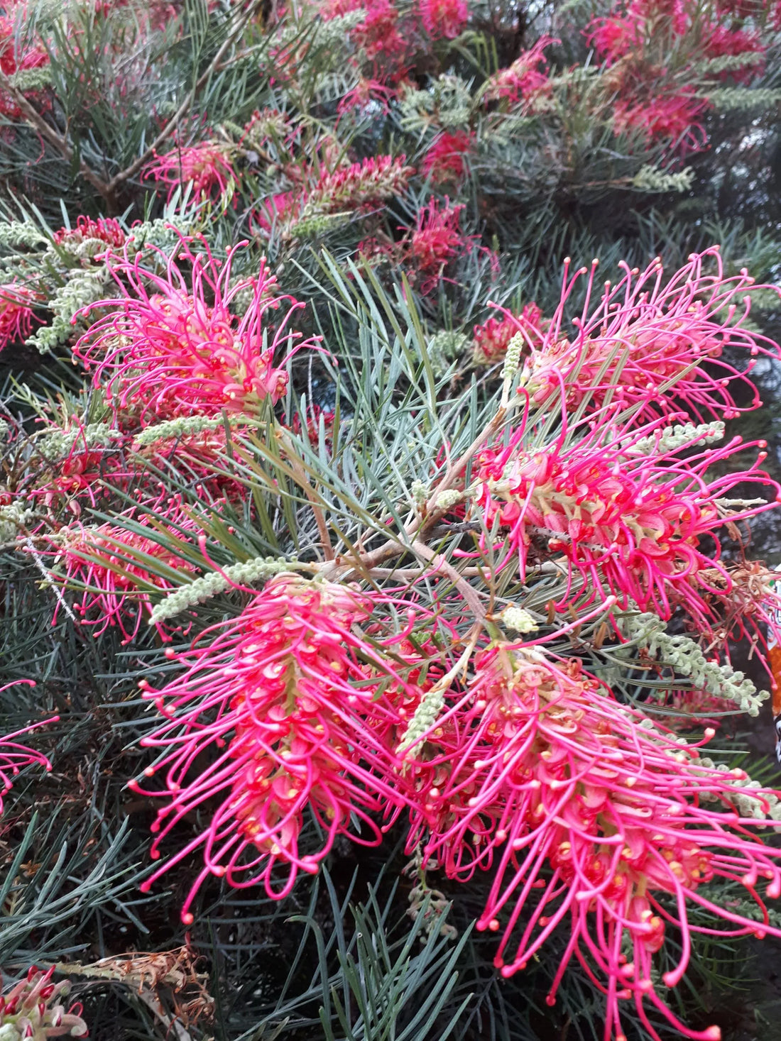 Grevillea 'Lollypops' - Ladybird Nursery