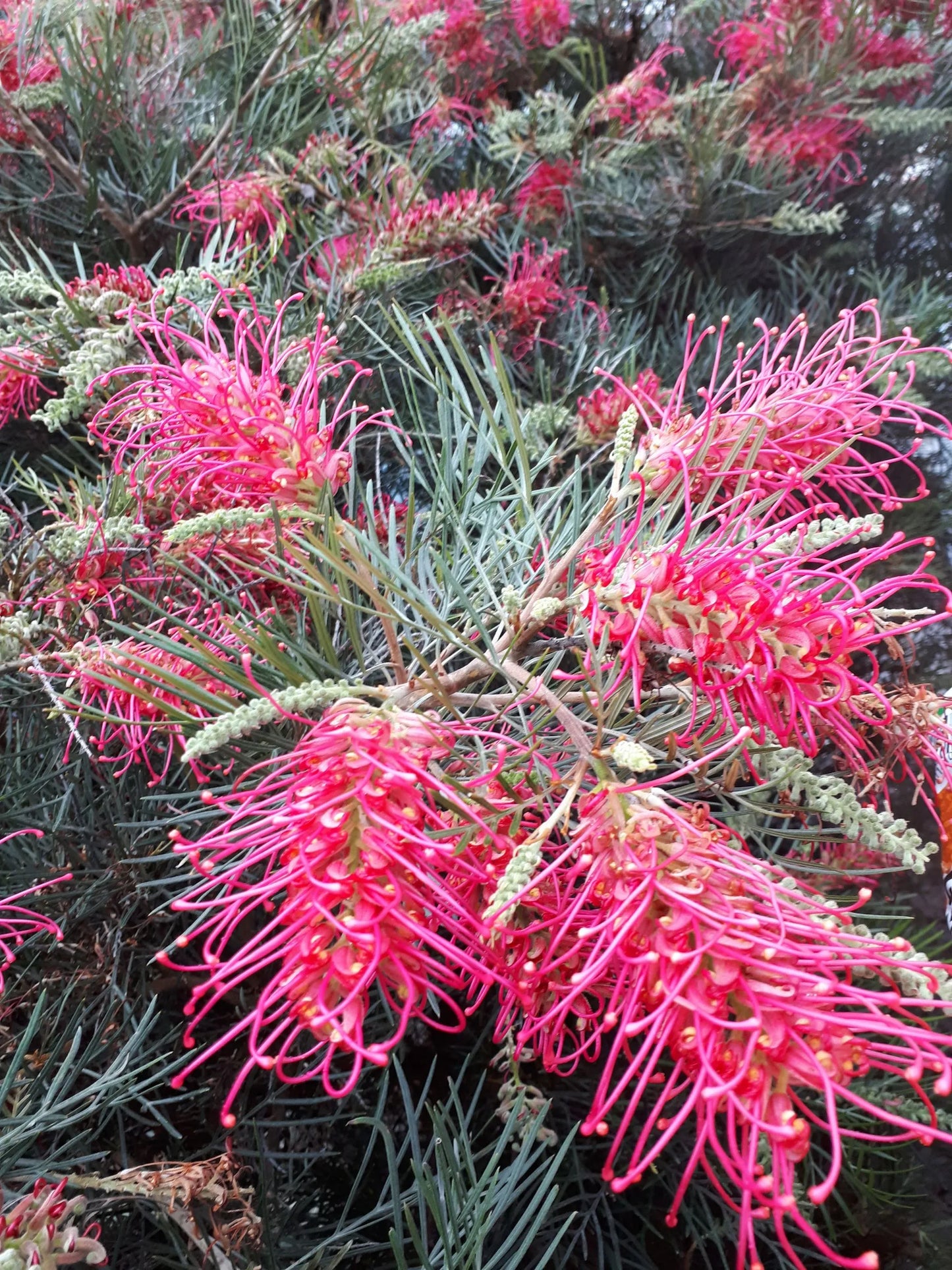 Grevillea 'Lollypops'