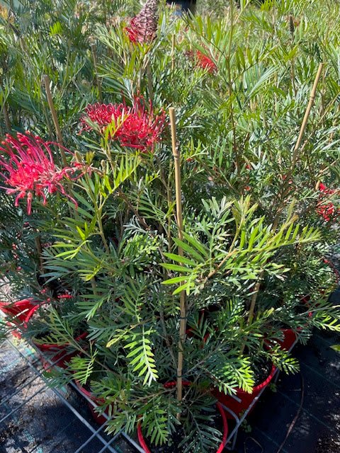 Grevillea 'Red Ripper' - Ladybird Nursery