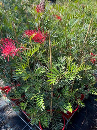 Grevillea 'Red Ripper' - Ladybird Nursery