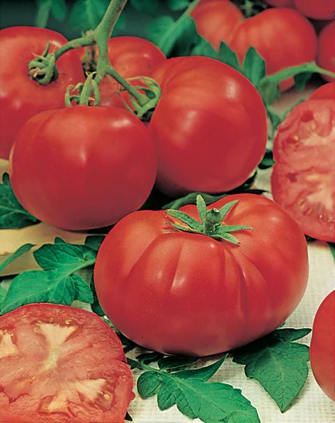 Tomato 'Favourites Mix’ (PICKUP ONLY) - Ladybird Nursery