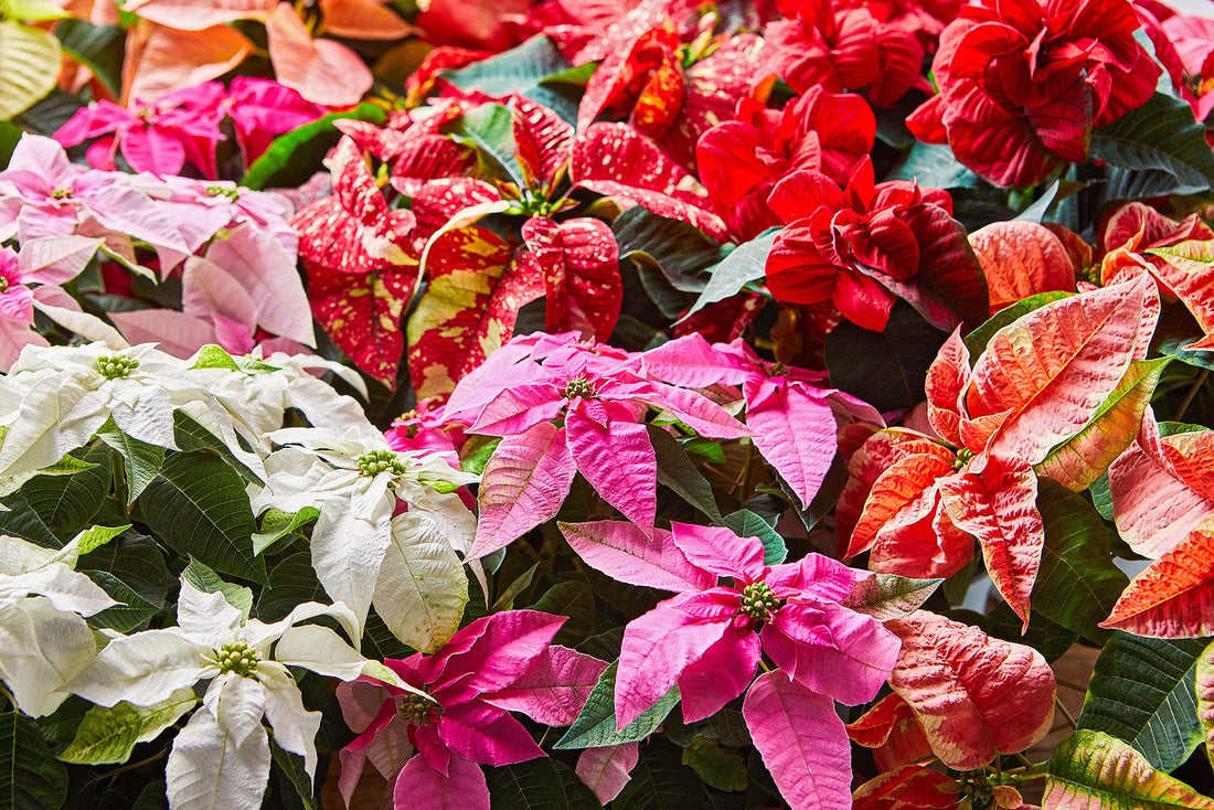 Poinsettia Mix (Euphorbia pulcherrima) - Ladybird Nursery