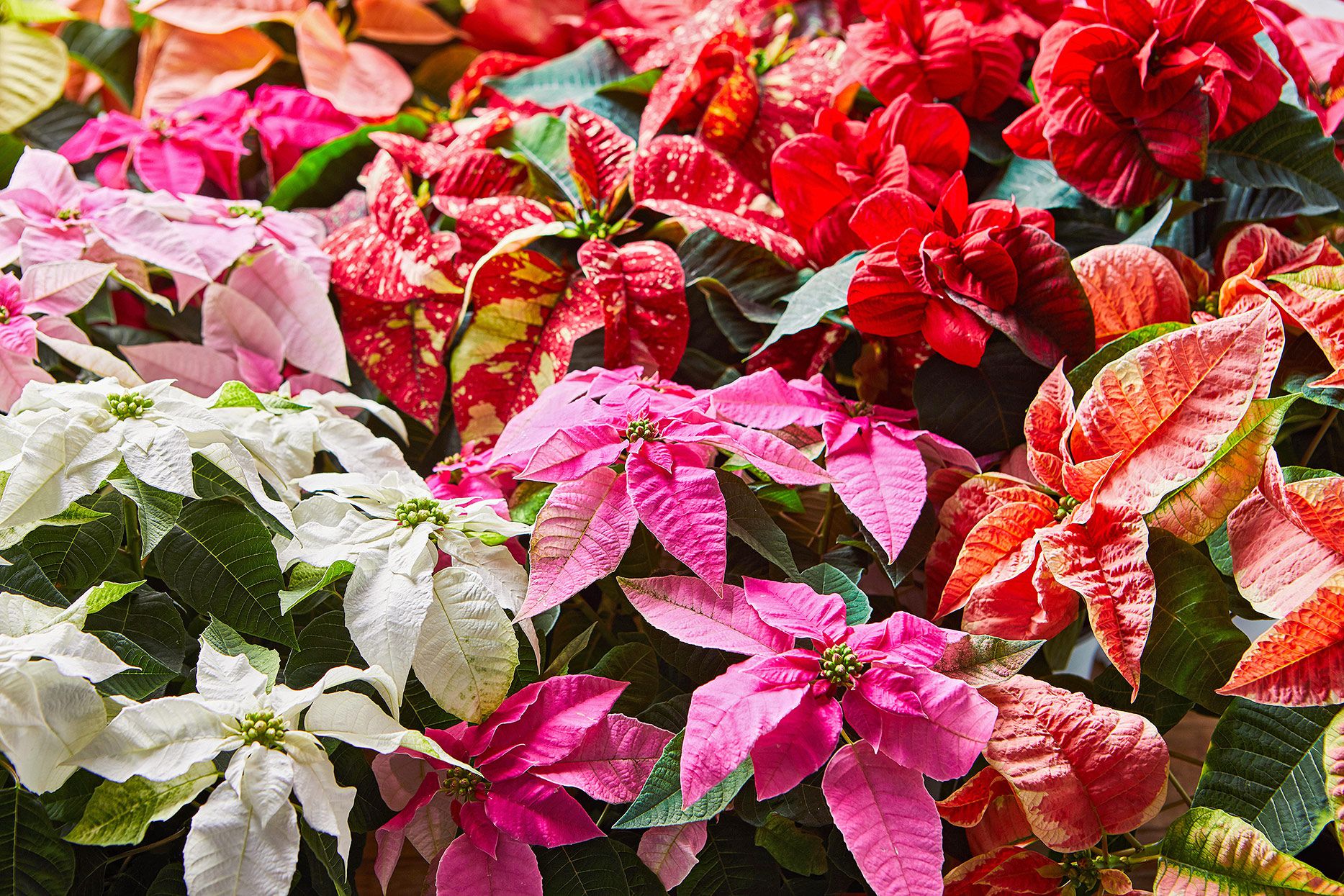 Poinsettia Mix (Euphorbia pulcherrima) - Ladybird Nursery