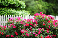 Rose Knockout (Rosa) - Ladybird Nursery