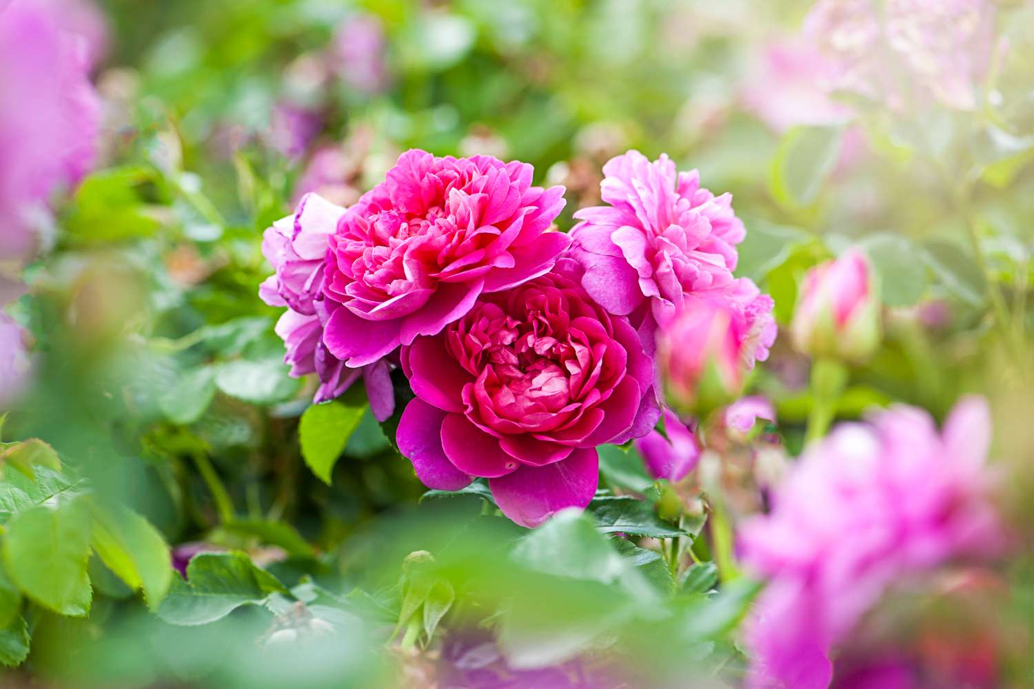 Rose Knockout (Rosa) - Ladybird Nursery