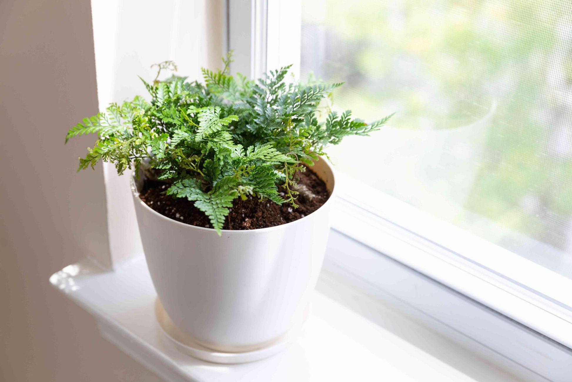 Hares Foot Fern (Davallia canariensis)