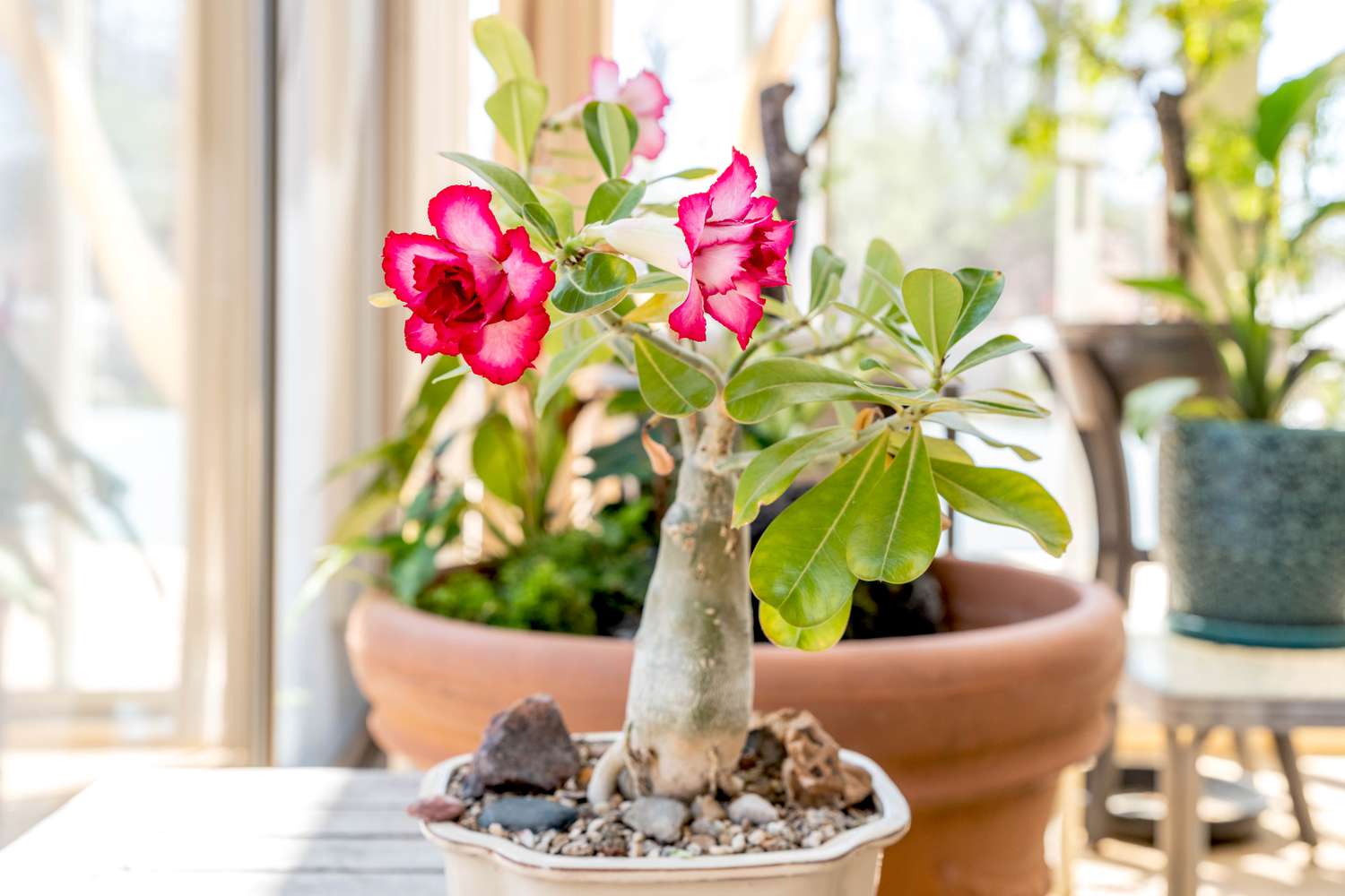 Desert Rose (Adenium obesum)