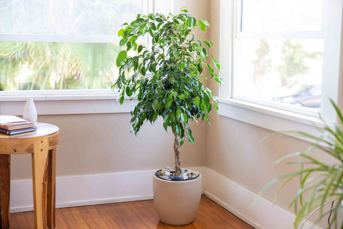 Weeping Fig Emerald Green Standards (Ficus benjamina) - Ladybird Nursery
