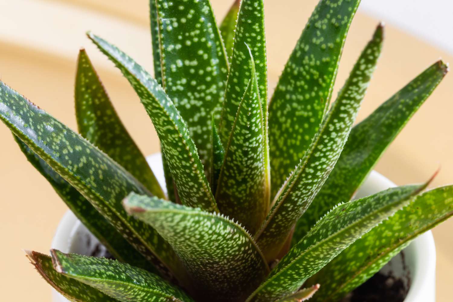 Cow Tongue Cactus Lots of Spots (Gasteria) - Ladybird Nursery