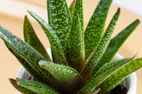Cow Tongue Okavango Cactus (Gasteria) - Ladybird Nursery