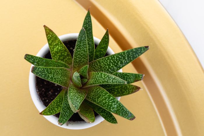 Cow Tongue Cactus Lots of Spots (Gasteria)