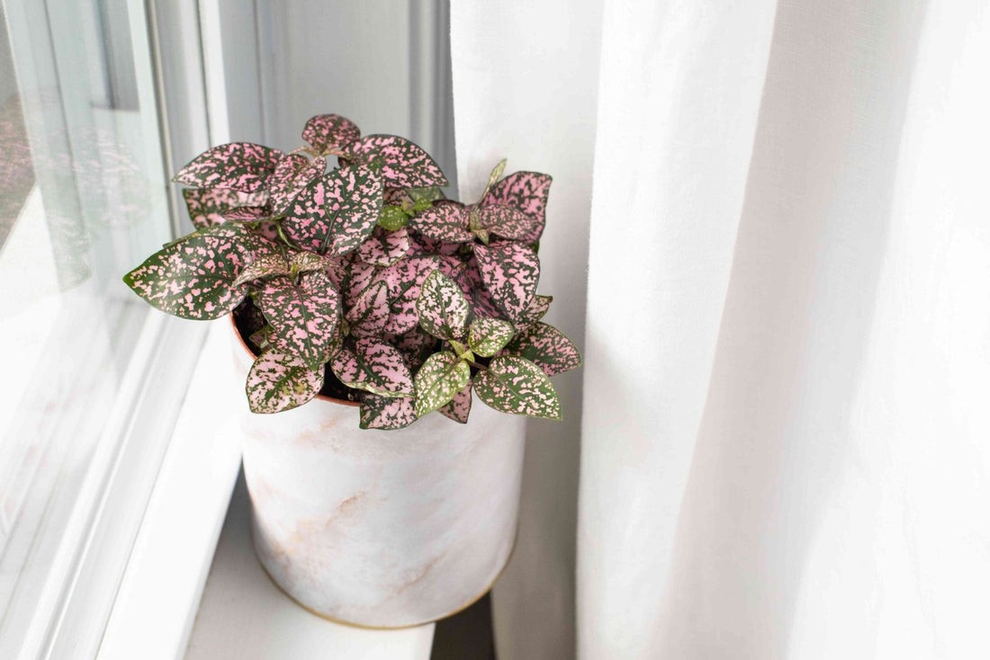 Polka Dot Plant Mix (Hypoestes spp.) - Ladybird Nursery