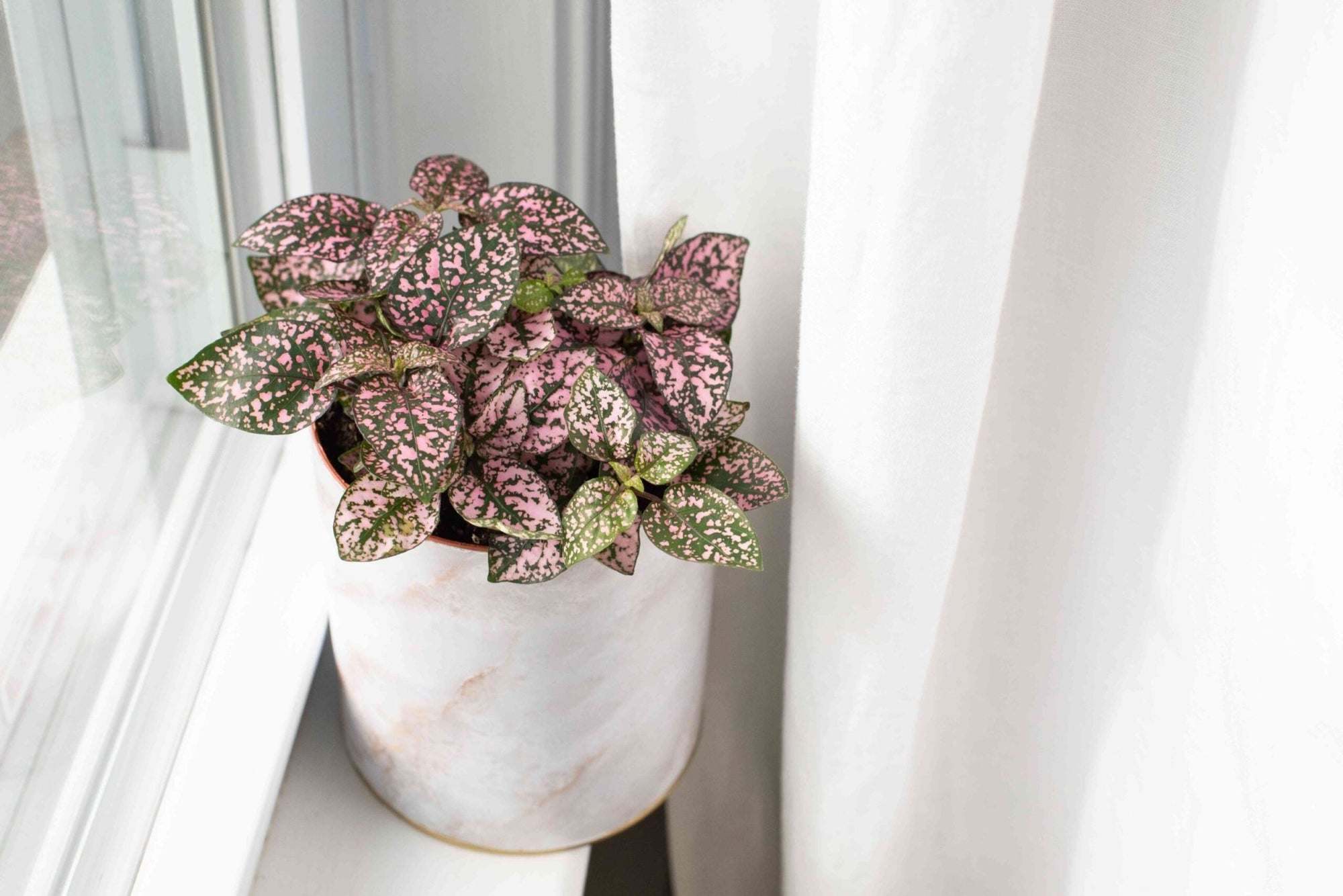Polka Dot Plant Mix (Hypoestes spp.) - Ladybird Nursery