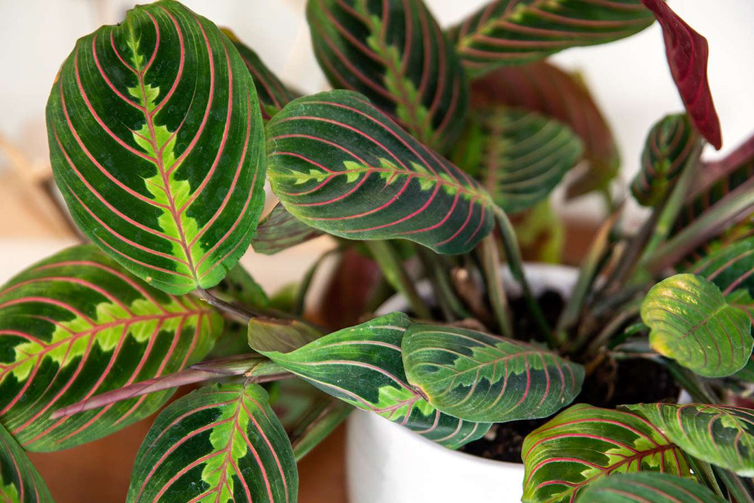 Prayer Plant erythroneura Red / Red Stripe (Maranta leuconeura) - Ladybird Nursery