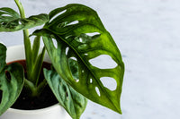 Swiss Cheese Plant (Monstera deliciosa) - Ladybird Nursery