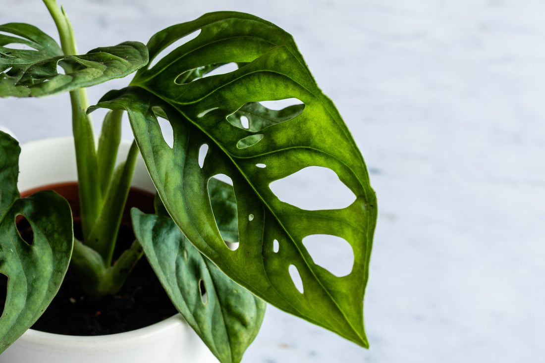 Swiss Cheese Plant (Monstera siltepecana) - Ladybird Nursery