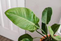 Philodendron Green (Philodendron erubescens)