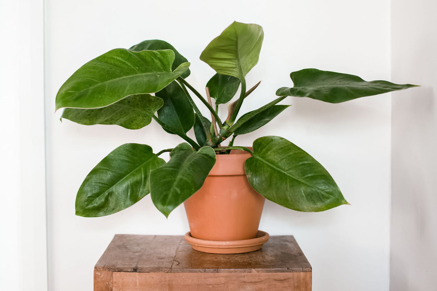 Philodendron Green (Philodendron erubescens)