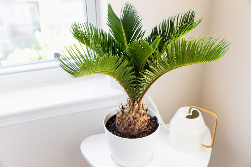 Sago Palm (Cycas revoluta)