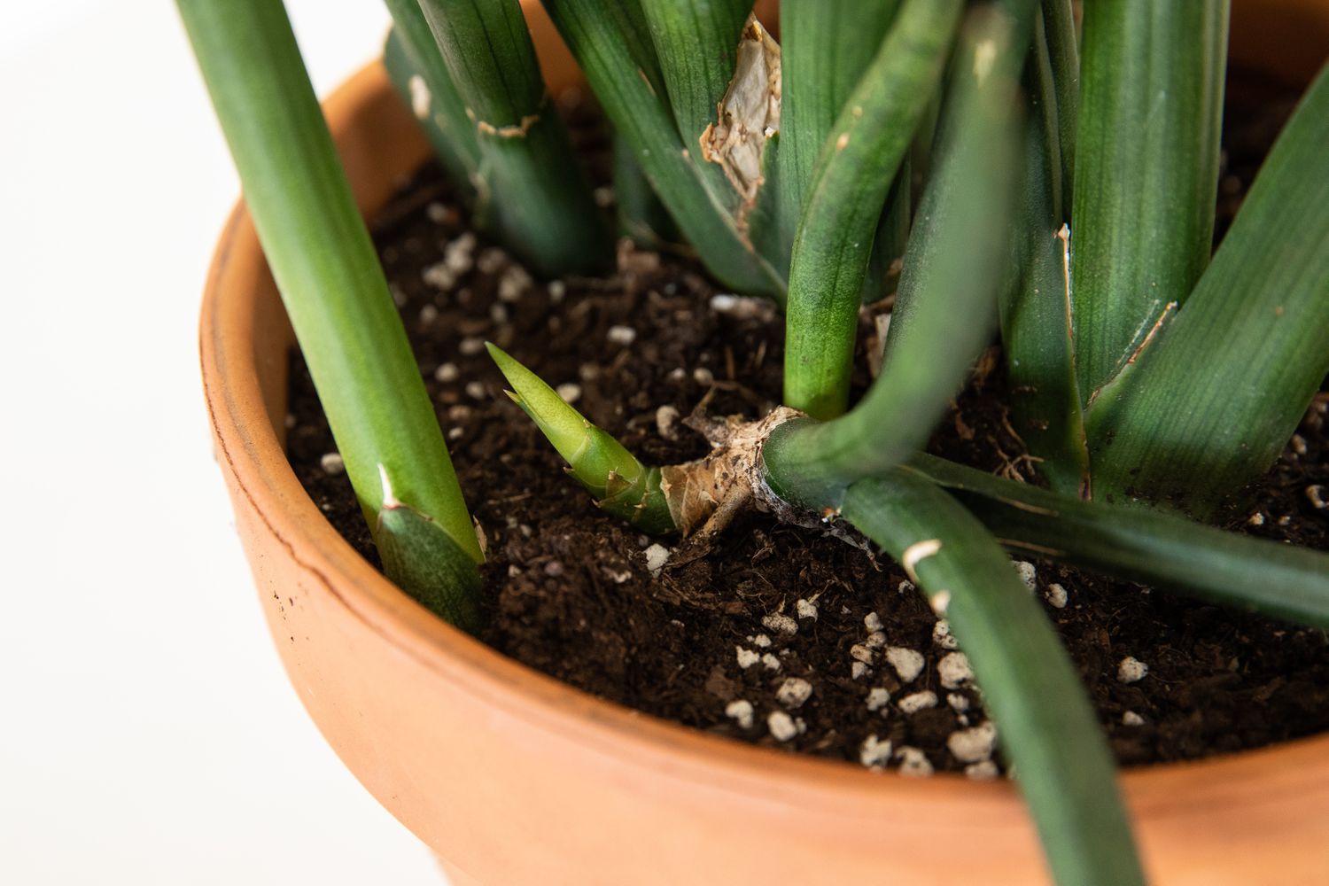 Snake Plant triangularis (Sansevieria cylindrica) - Ladybird Nursery