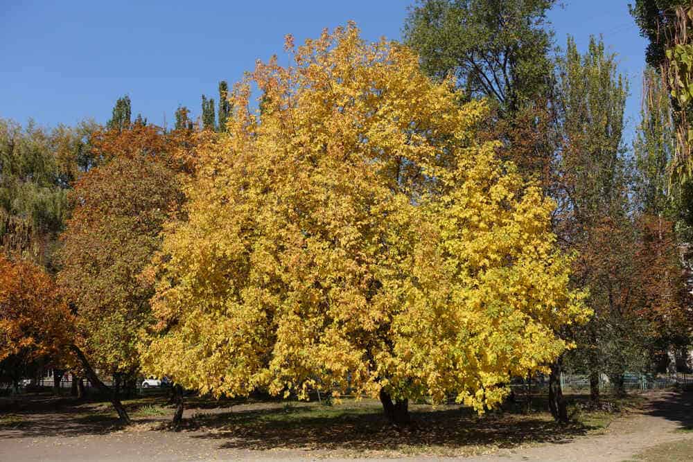 Aurea Golden Ash (Fraxinus excelsior) - Ladybird Nursery