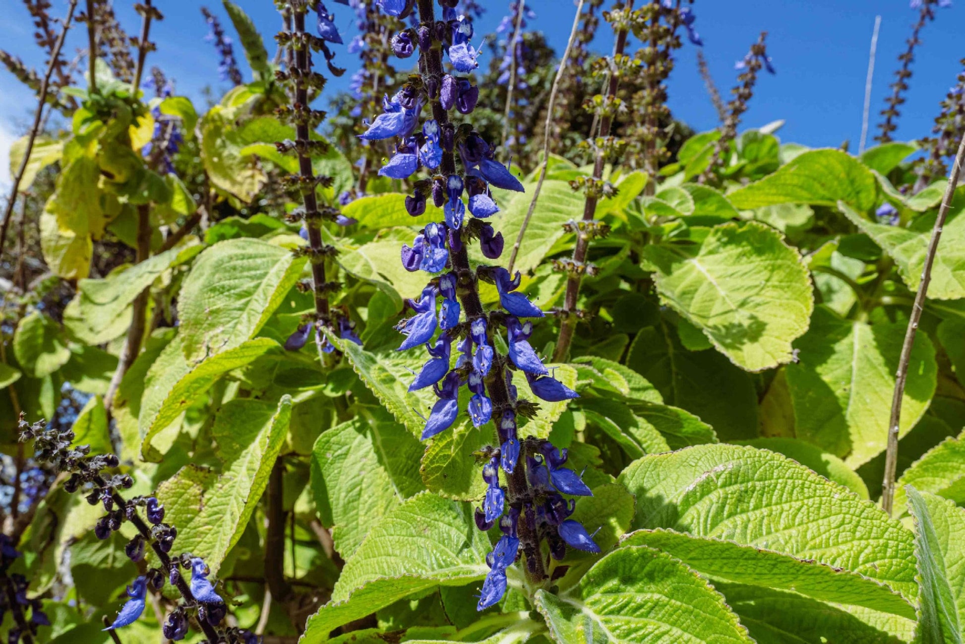 Blue Spur Flower (Plectranthus ciliatus)