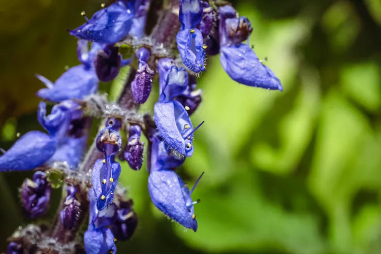 Blue Spur Flower (Plectranthus ciliatus)