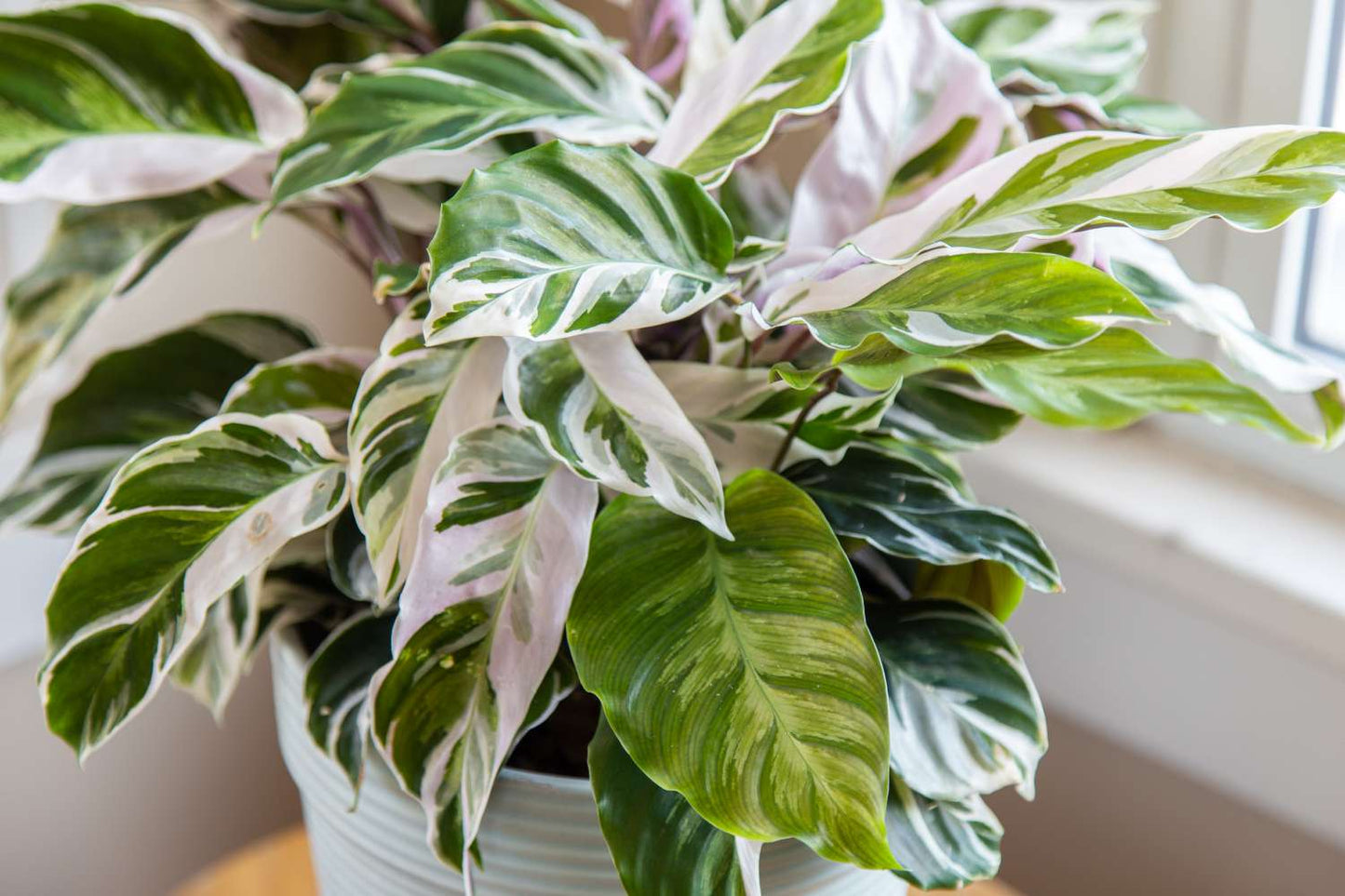 Calathea White Fusion