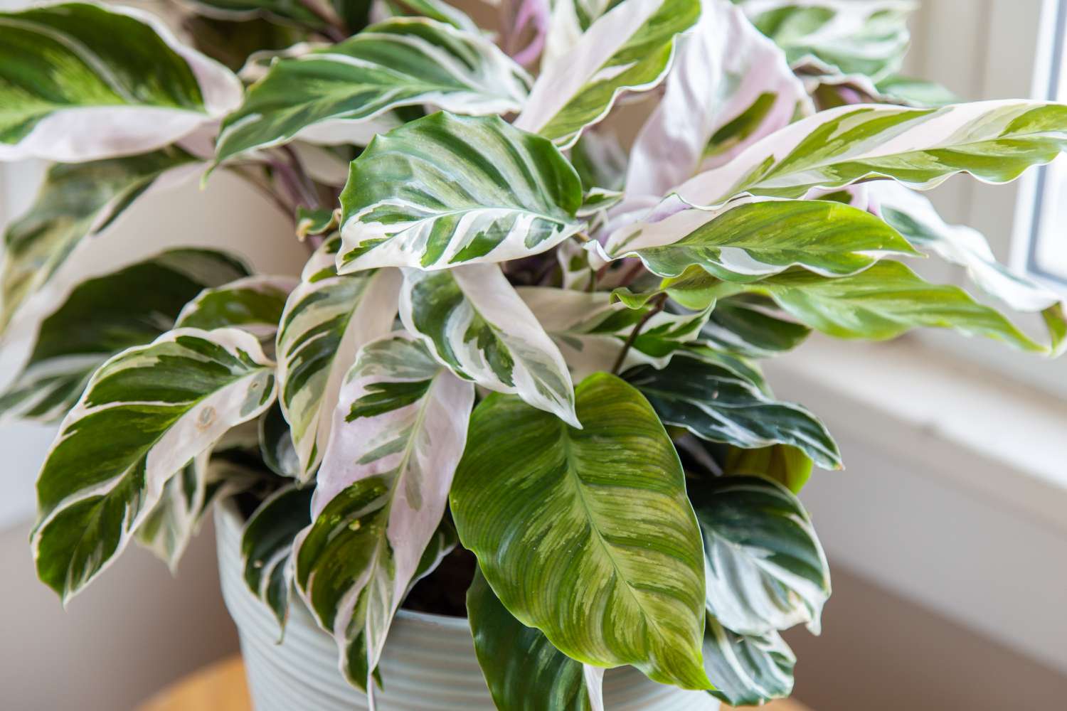 Calathea White Fusion