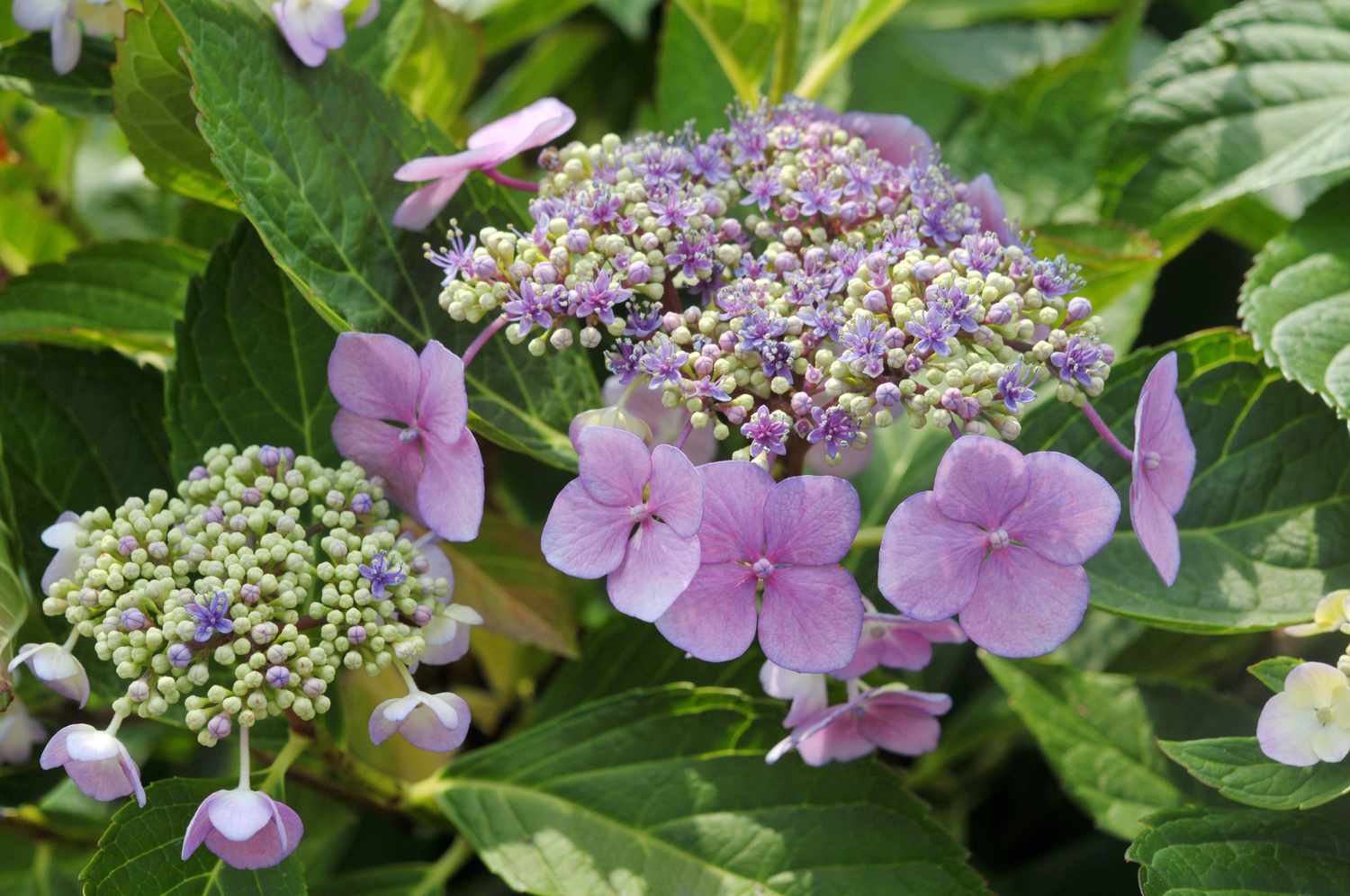 Hydrangea Oriental Lace (Hydrangea spp.)