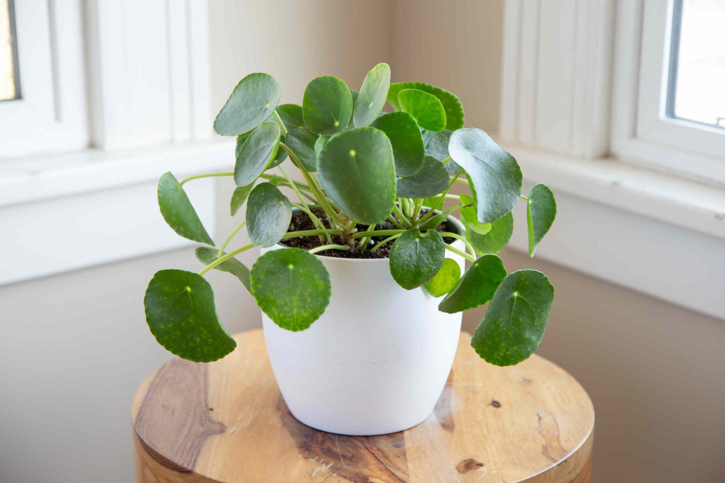 Chinese Money Plant (Pilea peperomioides)