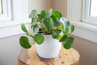 Chinese Money Plant (Pilea peperomioides)