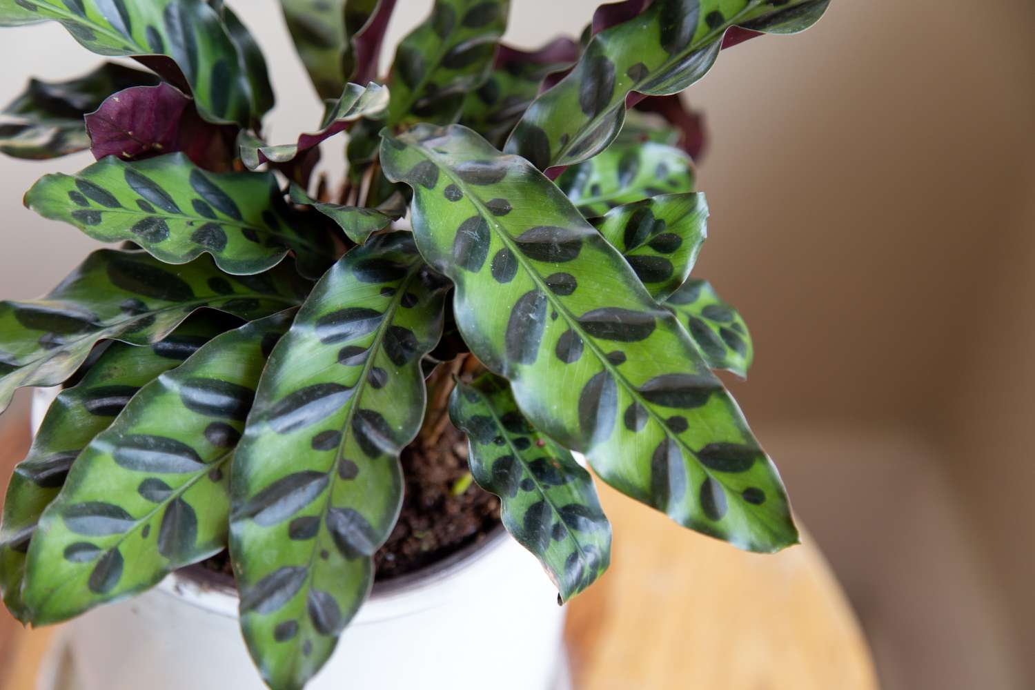 Prayer Plant Rattlesnake (Calathea lancifolia)