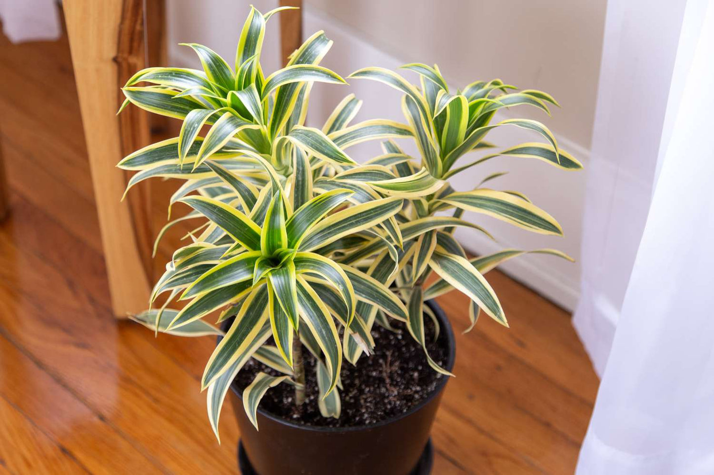 Song of India (Dracaena reflexa)