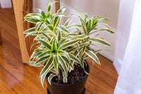 Song of India (Dracaena reflexa) - Ladybird Nursery