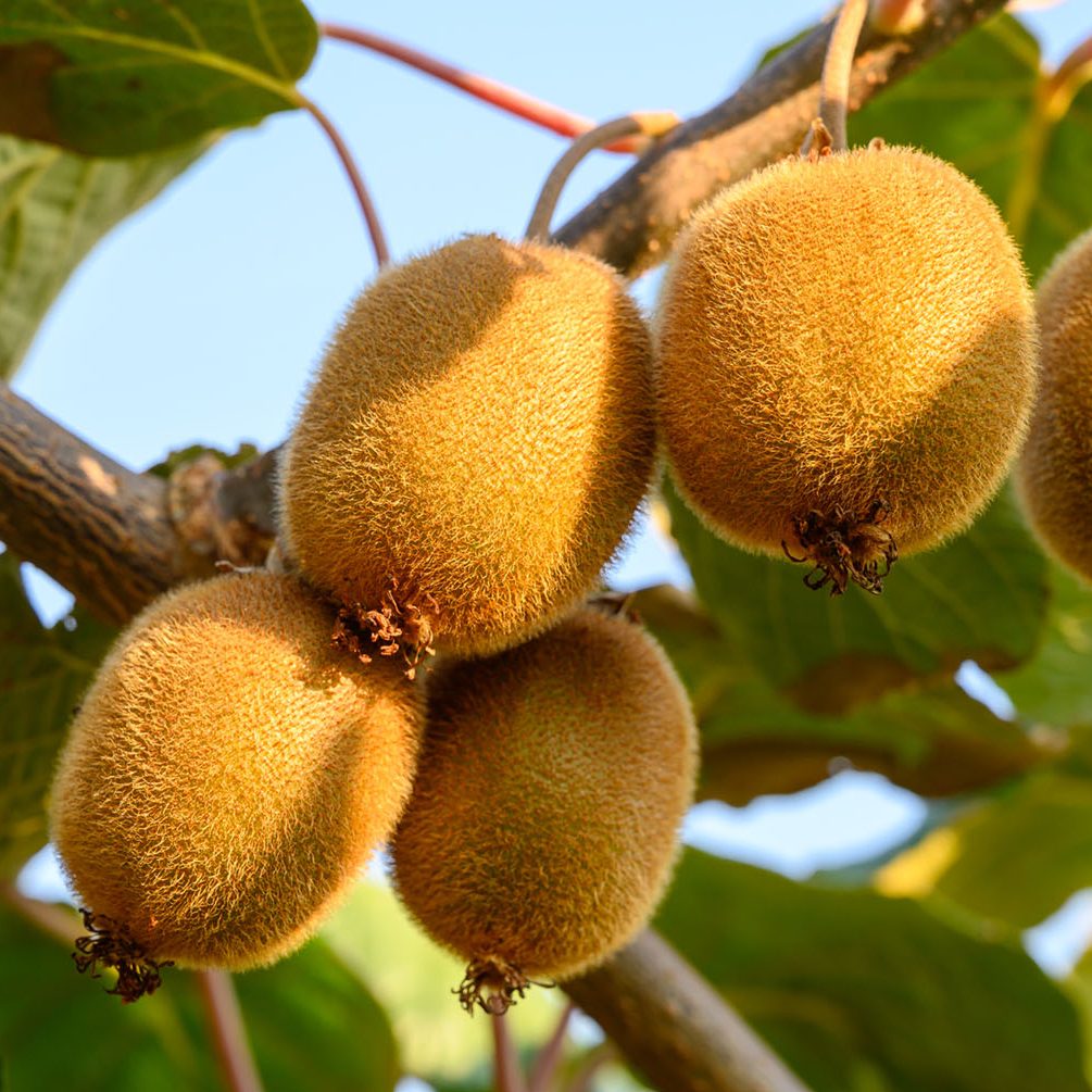 Kiwifruit Male