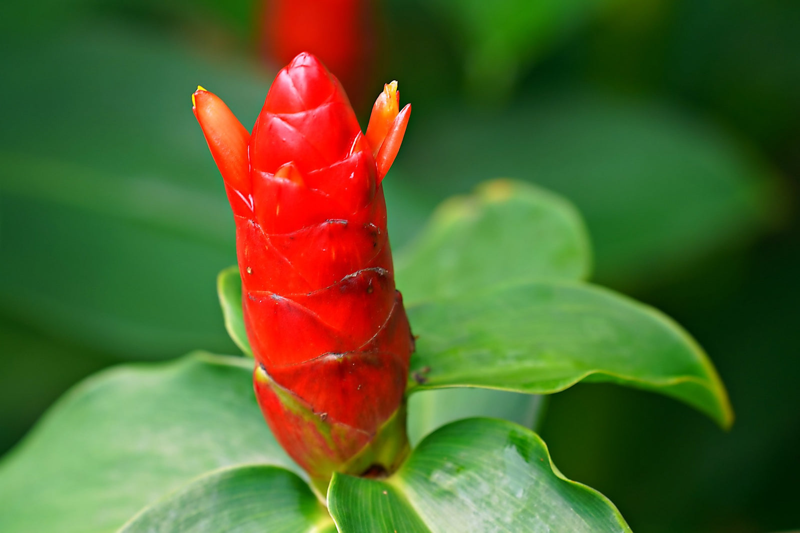 Belize Costus (Costus Belize) - Ladybird Nursery