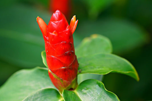 Belize Costus (Costus Belize)