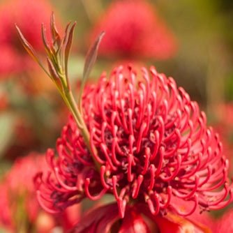 Waratah Essies Gift (Telopea) - Ladybird Nursery