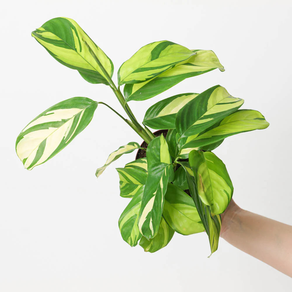 Ctenanthe Golden Mosaic (Ctenanthe pilosa)