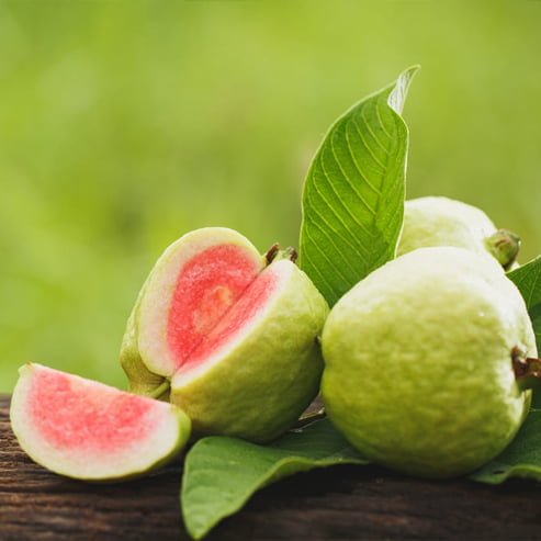 Guava Hawaiian Ruby - Ladybird Nursery