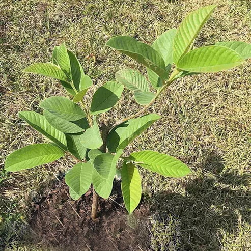 Guava Hawaiian Supreme