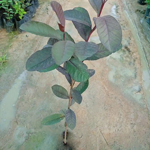 Guava Purple Malay - Ladybird Nursery
